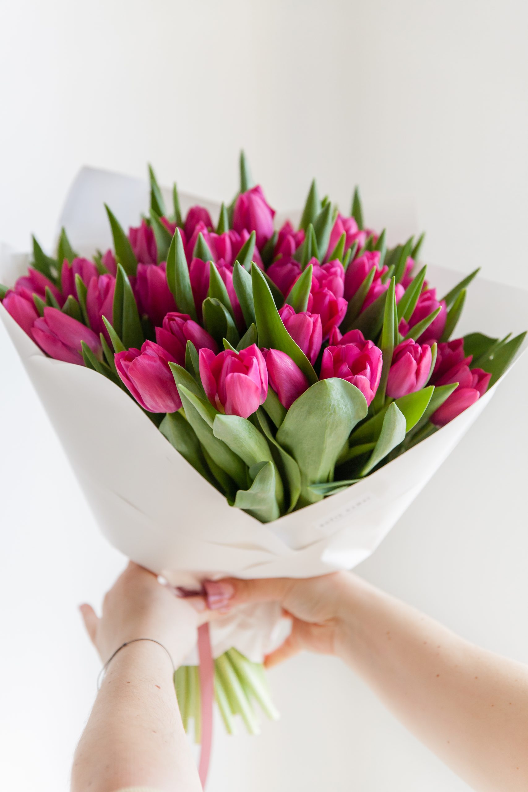 Tulpės Pink Ardour paveikslelis