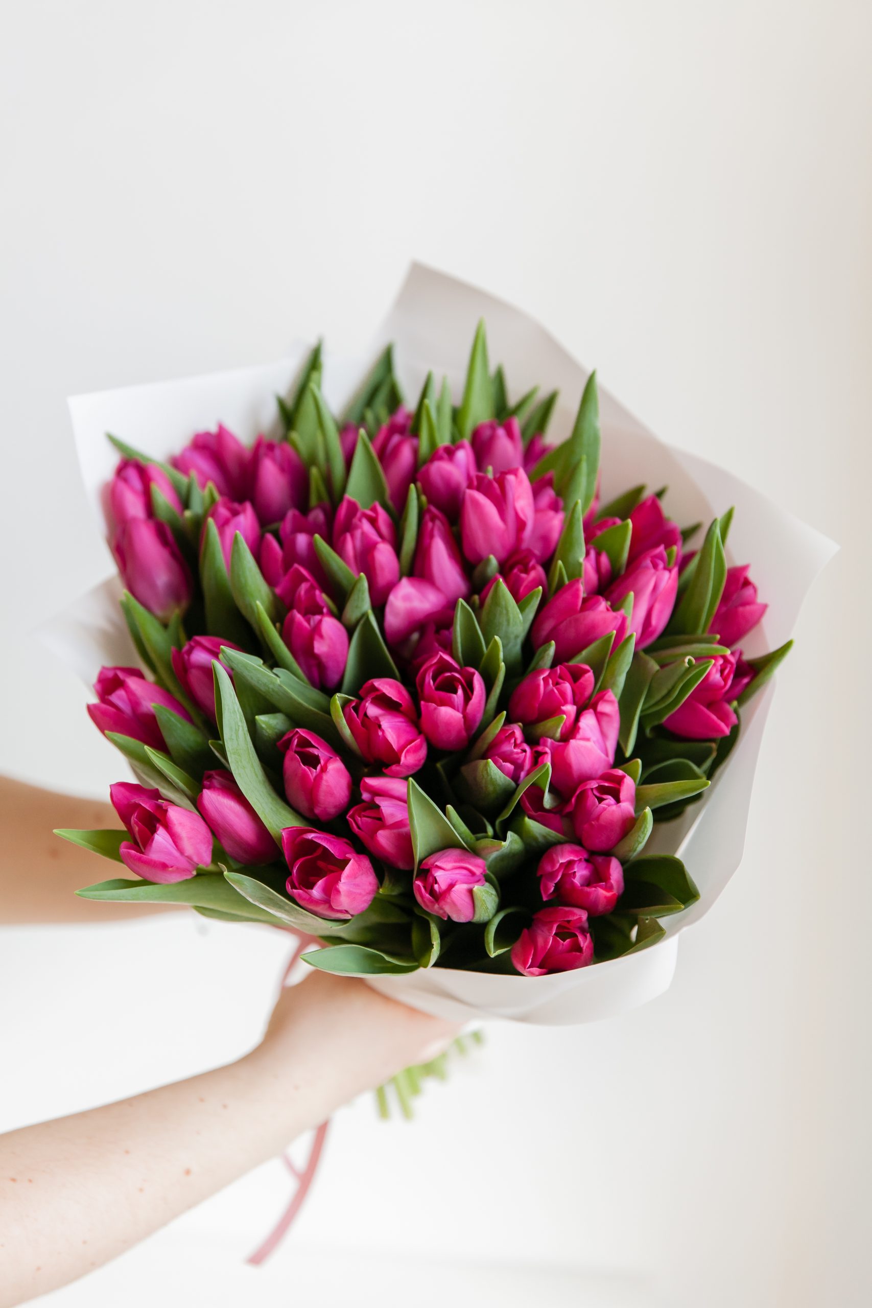 Tulpės Pink Ardour paveikslelis